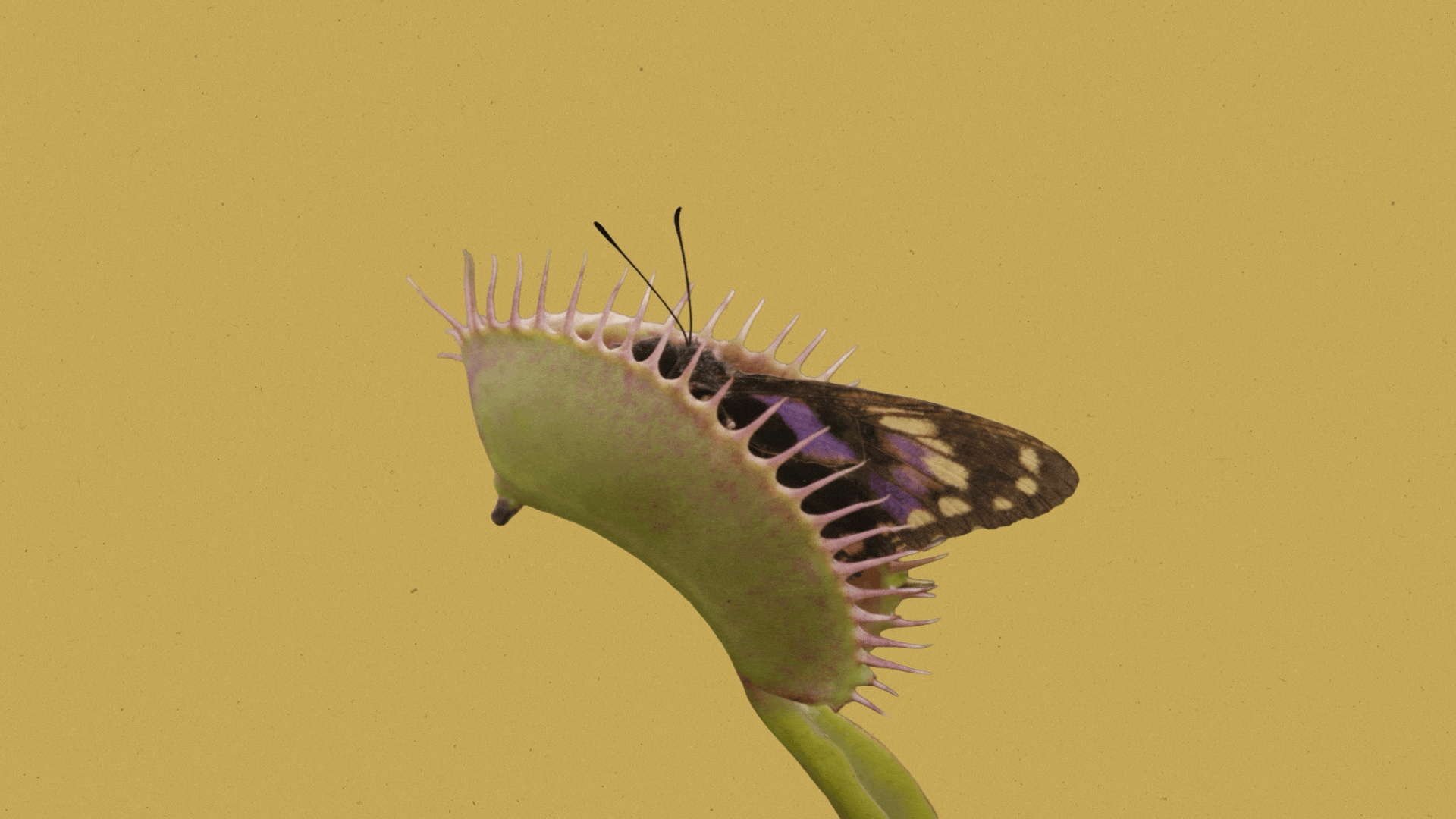 Speed is a trap if you aren’t the one still holding the map.